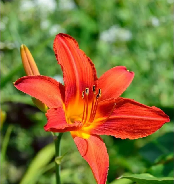 Taglilie Chicago Apache Hemerocallis cultorum als mehrjährige Staudenpflanze für Beet und Garten - Bild 1