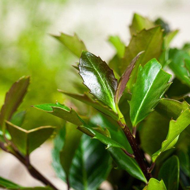 Stechpalme Ilex Heckenblau weiß von Mein schöner Garten Shop - Bild 1