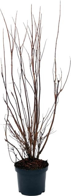 GROW by OBI Sternchenstrauch Deutzia scabra Plena, Höhe: 60-80 cm, Topfinhalt: 4,5 l - Bild 1