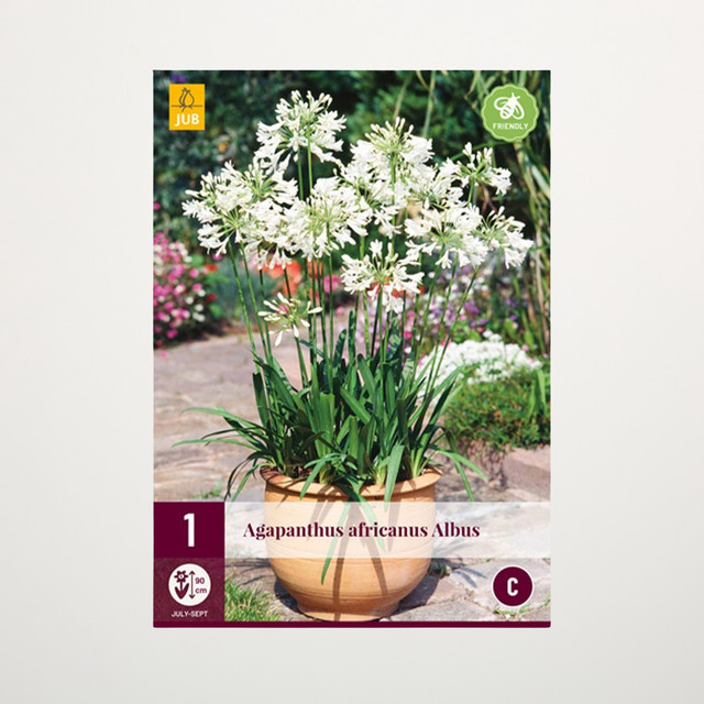 Agapanthus Albus Zwiebel von BLUME2000 - Bild 1