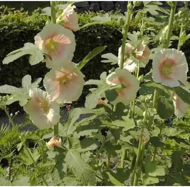 Alcea ficifolia Feigenblättrige Stockrose als mehrjährige Staude im Topf für Blumenbeete und Rabatten - Bild 1