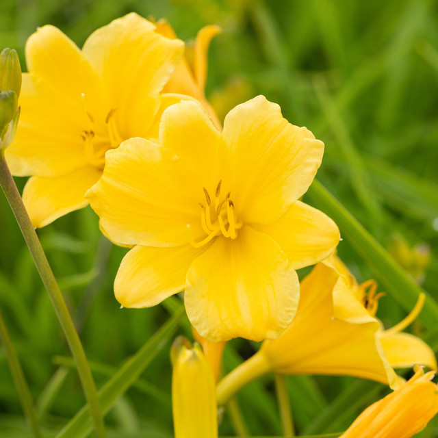 BIO Taglilie Hemerocallis Stella d' Oro von BLUME2000, 3 Stück - Bild 1