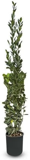 Sunny-Tree Laurus Nobilis Echter Lorbeer Strauch Immergrün, Höhe: 160 cm, 10-Liter-Topf - Bild 1