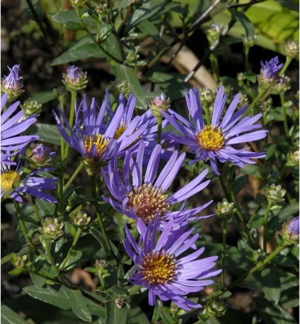 Sommeraster Sternkugel Aster amellus lila Staude für Naturgarten und Steingarten - Bild 1