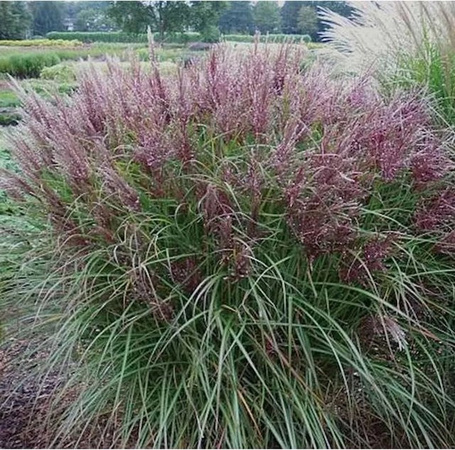 Miscanthus sinensis Chinaschilf Dread Locks Ziergras von Nr-01.de in Grün