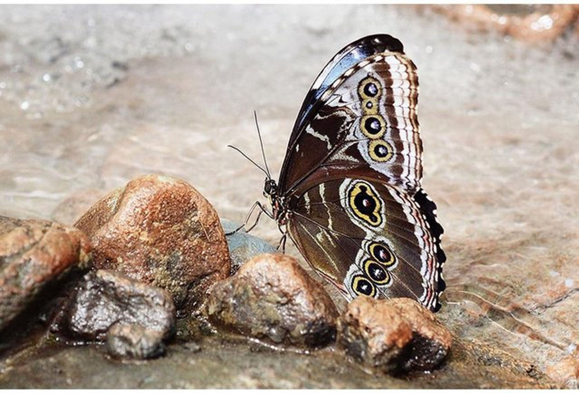 FIYO Diamond Painting Schmetterling als 5D Motiv Set, mehrfarbig, B/H: 30 x 20 cm - Bild 1
