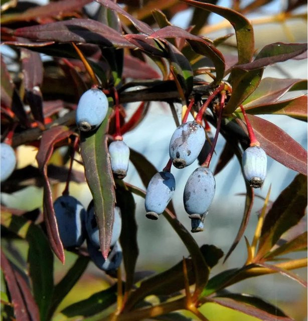 Schwarze Berberitze Lanzenberberitze Berberis gagnepainii als Heckenpflanze, Höhe: 40-50 cm - Bild 1