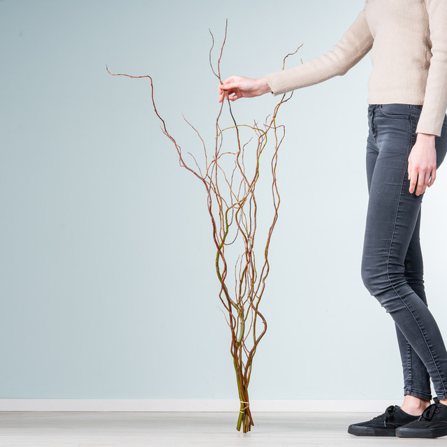 BLUME2000 Korkenzieherweide Salix grüne Zweige für deine Oster-Deko, 1 Bund - Bild 1