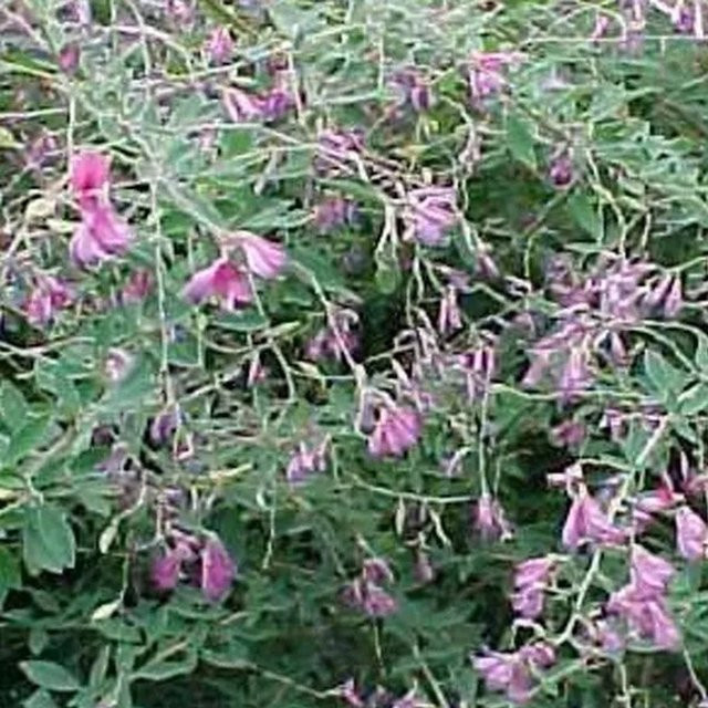 Arborix Buschklee Lespedeza thunbergii mit purpurrosa Blüten im Container - Bild 1