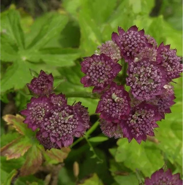 Astrantia major Sterndolde Rosensinfonie lila mehrjährige Schnittpflanze im Topf - Bild 1