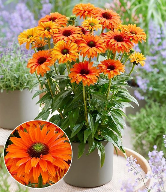 Echinacea SunSeekers Mineola Sonnenhut - Bild 1