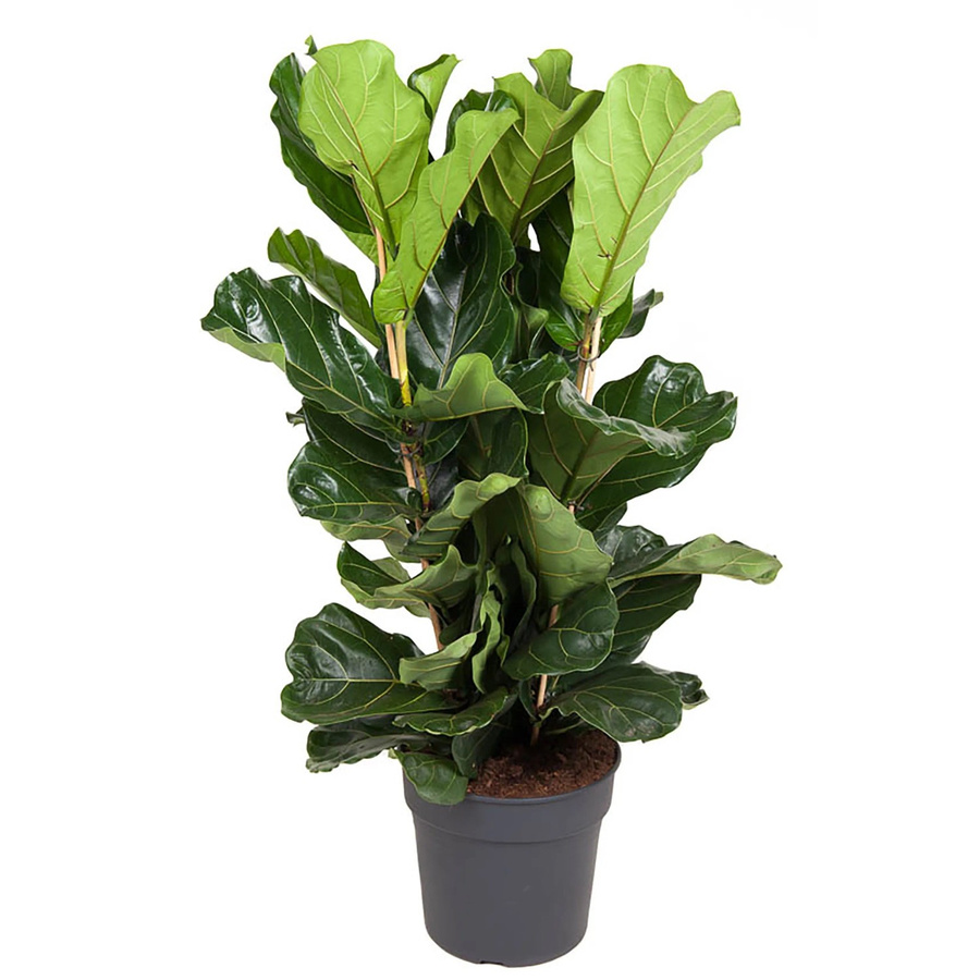 GROW by OBI Geigenfeige Ficus Lyrata, Höhe: 135 cm, Topf Durchmesser: 34 cm - Bild 2