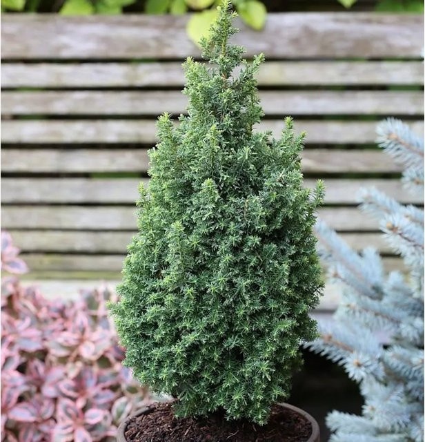 Kegelzypresse Chamaecyparis thyoides Top Point, grün, im Topf - Bild 1