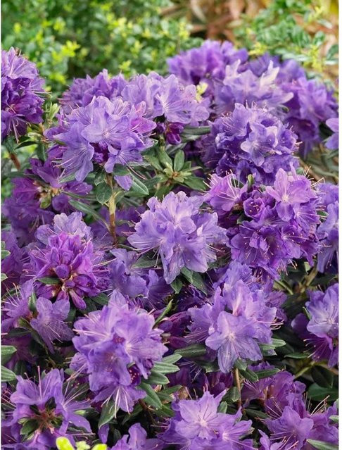 Rhododendron Russatum Gletschernacht Violettblau Zierstrauch Pflanzen für dich Höhe: 25 cm - Bild 1