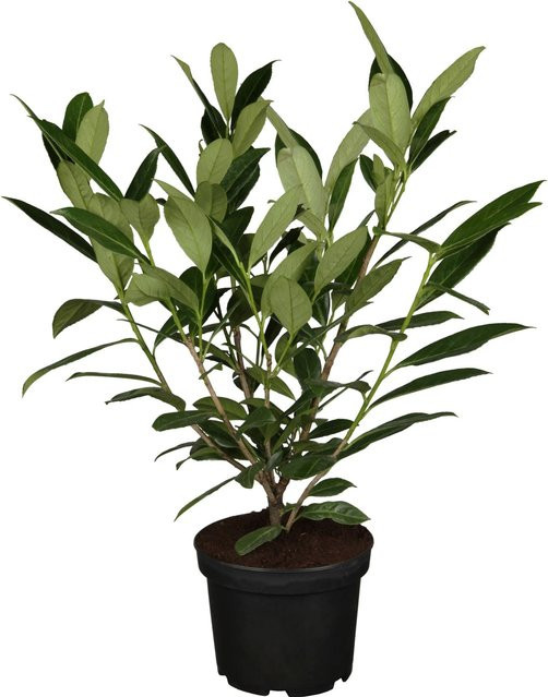 GROW by OBI Kirschlorbeer Caucasica Prunus als Heckenpflanze, grün mit weißen Blüten, Höhe: 40 - 60 cm - Bild 1