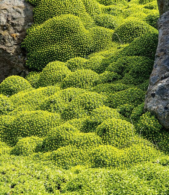 Andenpolster Azorella - Bild 1