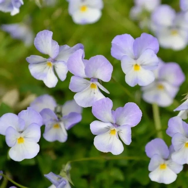 Hornveilchen Milk Maide Viola cornuta als mehrjährige Pflanze für Steingarten, Rabatten und als Schnittblume - Bild 1