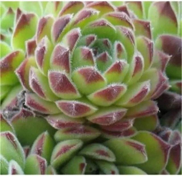 Dachwurz Reinhard Sempervivum cultorum von Die Nr-01.de, grüne Gartenpflanze - Bild 1