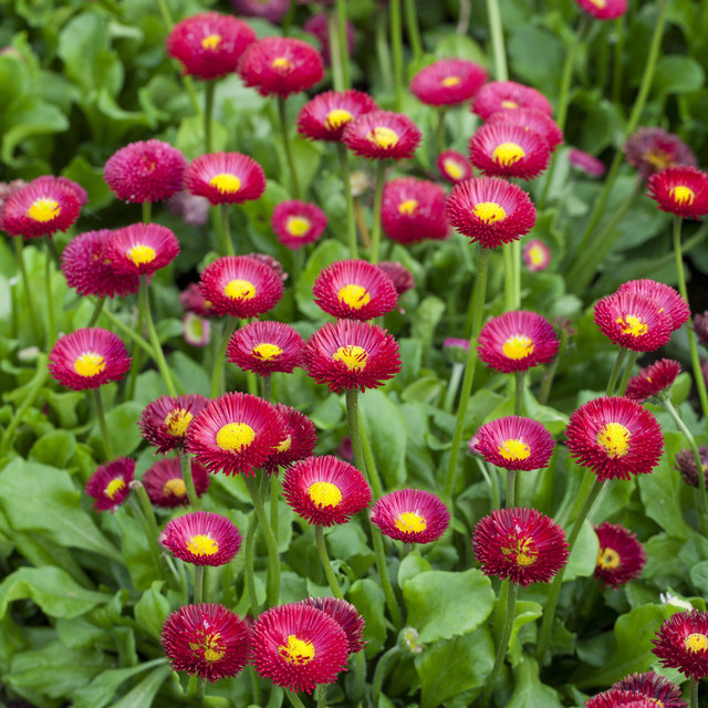 BLUME2000 Rote Gänseblümchen Bellis perennis als mehrjährige Staude, 3 Stück - Bild 1
