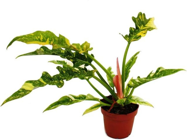 Exotenherz Philodendron Ring of Fire Zimmerpflanze im 12 cm Topf