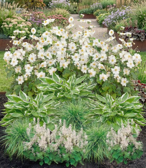 8er Set Schattengarten Pflanzen Just White - Bild 1