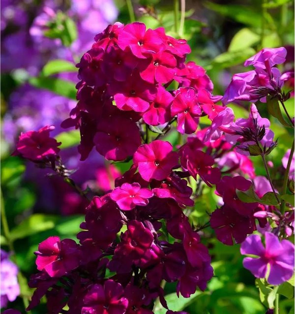 Hohe Flammenblume Grenadine Dream Phlox paniculata Beetpflanze und Schnittblume von Nr-01.de - Bild 1