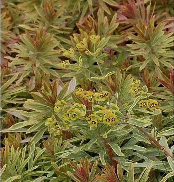 Busch Wolfsmilch Ascot Rainbow Euphorbia martinii mehrjährige Gartenpflanze in Grün und Mehrfarbig - Bild 1