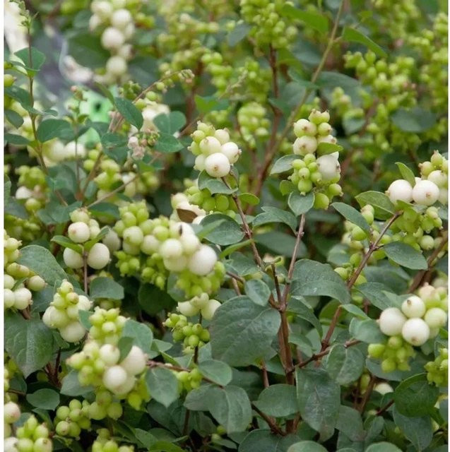 Symphoricarpos doorenbosii Amethystbeere Magical Avalanche Beerenstrauch, Farbe: Weiß - Bild 1
