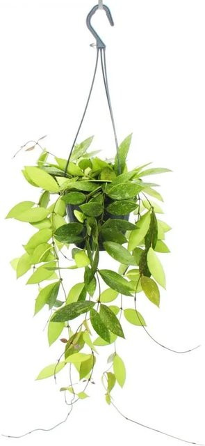 Exotenherz Hoya Gracilis Zimmerpflanze als Ampelpflanze in Grün und Weiß - Bild 1