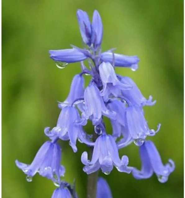 Glockenblaustern Hyacinthoides hispanica in Blau für deinen Garten - Bild 1