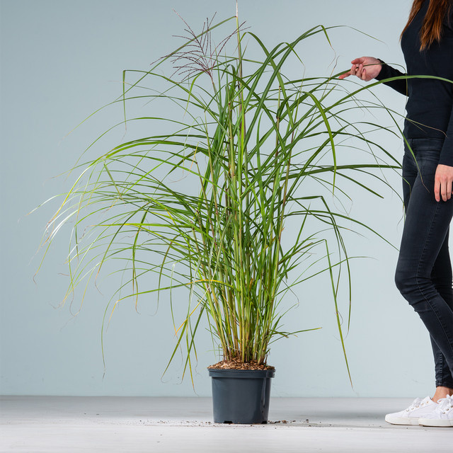 Chinaschilf Malepartus Miscanthus sinensis von BLUME2000 zur Gartengestaltung - Bild 1