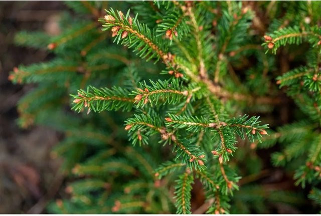 Picea Abies Pygmaea Zwergfichte als grüne Konifere für deinen Balkon oder Garten - Bild 1