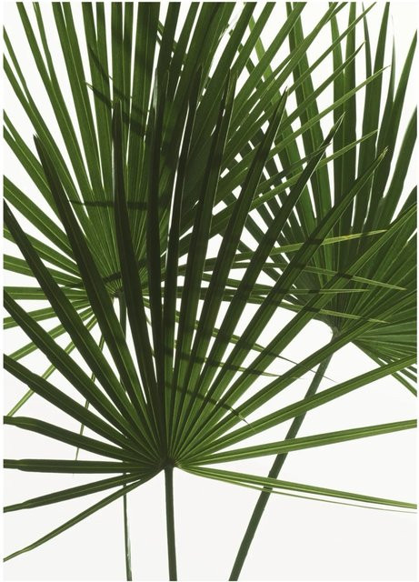 Komar Wandbild Palmtree Leaves in Grün, Breite: 30 cm, Höhe: 40 cm - Bild 1