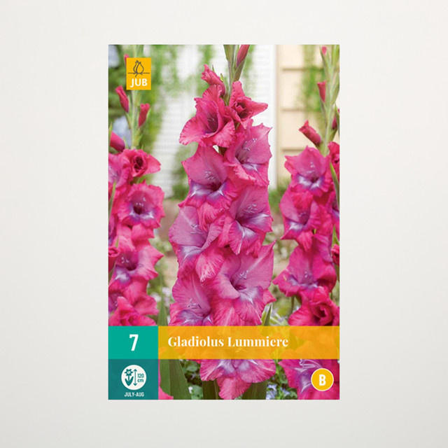 Gladiole Lummiere BLUME2000 mit 7 Knollen für Gartenbeete, Kübel, Balkon und Terrasse - Bild 1