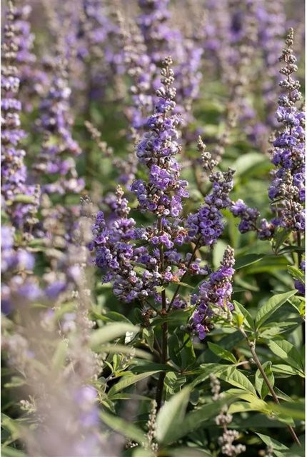 Vitex Agnus-Castus Delta Blues Mönchspfeffer Zierstrauch in Blau und Violett, Höhe: 40–60 cm - Bild 1
