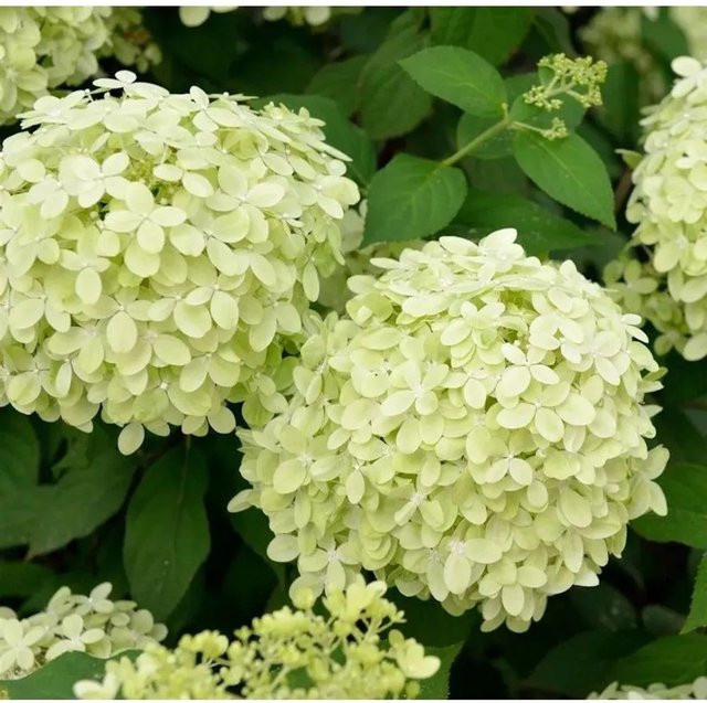 Rispenhortensie Polarbär Hydrangea paniculata in Weiß von Nr-01.de (Höhe: 30-40 cm) - Bild 1