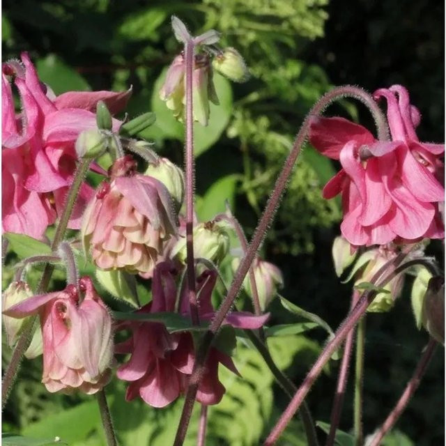 Akelei Aquilegia vulgaris in Altrosa/Pink als mehrjährige Gartenpflanze - Bild 1