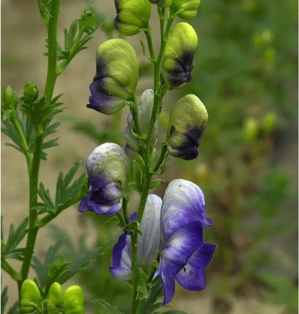 Herbsteisenhut Cloudy Aconitum carmichaelii Blütenstaude in Blau und Violett - Bild 1