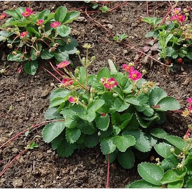 Pink Panda Erdbeere Fragaria ananassa von Nr-01.de in Pink - Bild 1