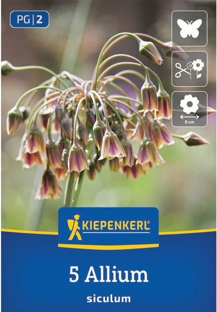 Kiepenkerl Sizilianischer Honiglauch, 5 Zwiebeln, violett - Bild 1