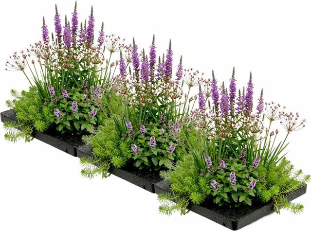 Vdvelde Anti Mücken Teichinsel Set mit 12 Wasserpflanzen und 3 Ringen, B/T: 75 x 25 cm, Multicolor - Bild 1