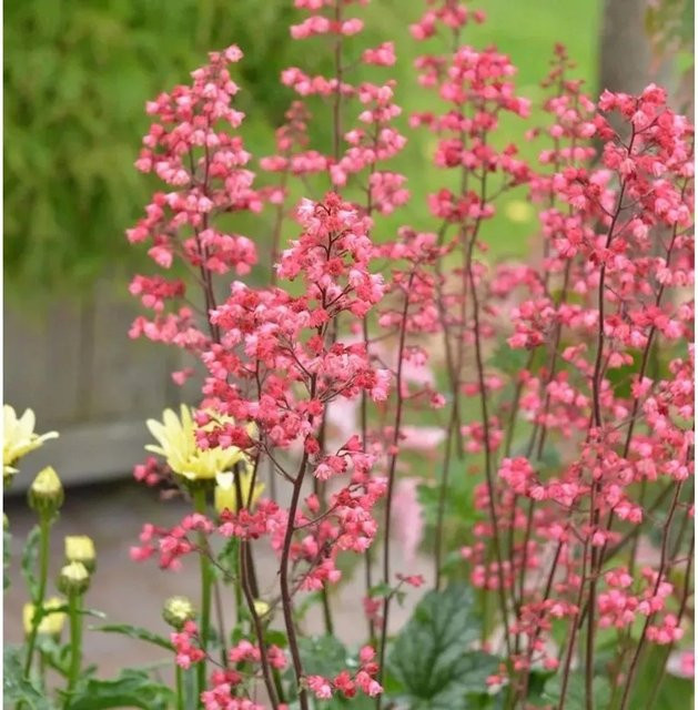 Heuchera micrantha Purpurglöckchen Ruby Bells pink Bodendecker für den Garten - Bild 1