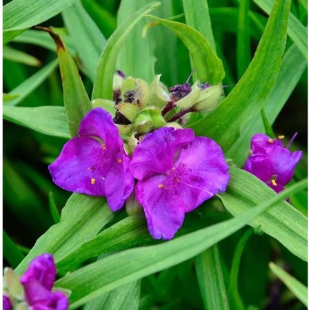 Tradescantia andersoniana Dreimasterblumen Rubra Zimmerpflanze und Gartenpflanze in Purple von Nr-01.de
