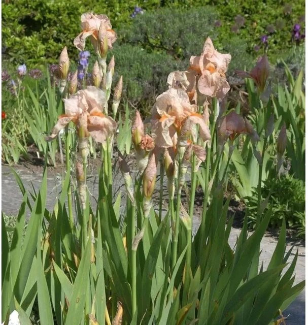 Schwertlilie Blushing Pink Iris barbata in Pink als Beetpflanze von Nr-01.de - Bild 1