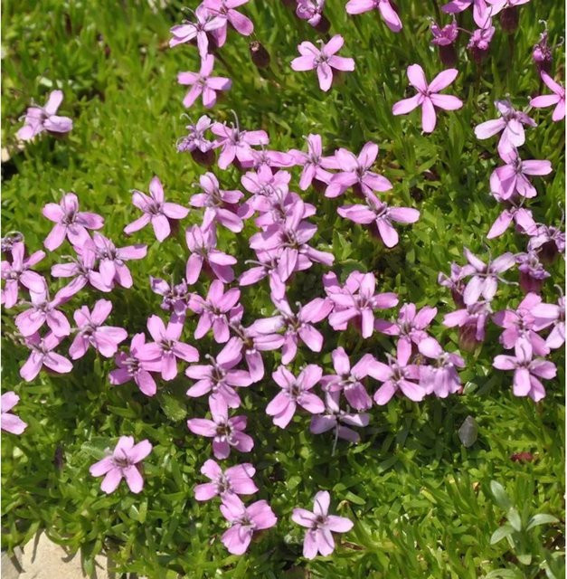 Stengelloses Leimkraut Silene acaulis als mehrjährige Gartenpflanze von Nr-01.de - Bild 1