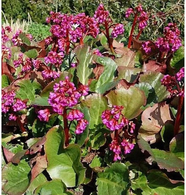 Bergenia Eroica Bergenia cordifolia pink Bodendecker Zierpflanze für den Staudengarten und Steingarten - Bild 1