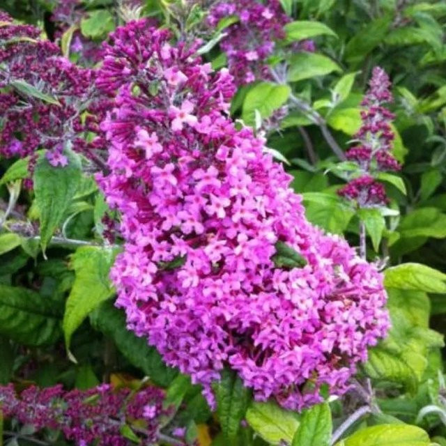 Arborix Sommerflieder Pink Delight Buddleja davidii in Rosa mit einer Höhe von 40 bis 60 cm im Container - Bild 1