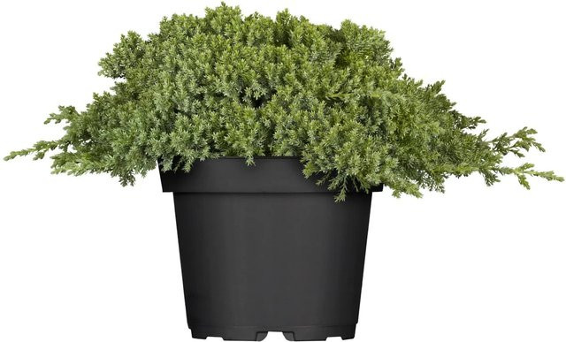 GROW by OBI Kriech-Wacholder Nana Juniperus als Bodendecker in grün, Höhe ca. 5 - 10 cm - Bild 1