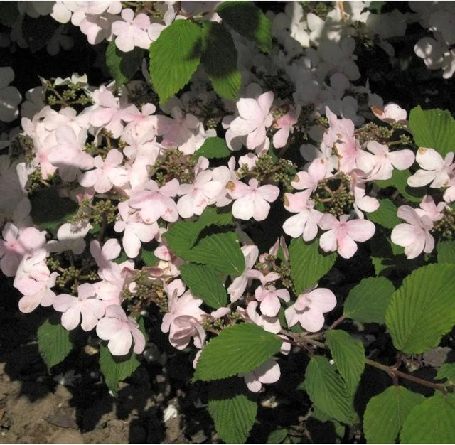 Japanischer Schneeball Pink Beauty Viburnum plicatum in Pink, Höhe: 30-40 cm - Bild 1