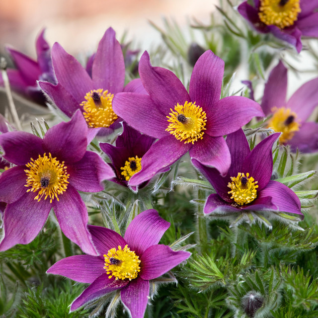 BLUME2000 Pulsatilla vulgaris Küchenschelle als lila Staude für Steingärten und Staudenbeete - Bild 1